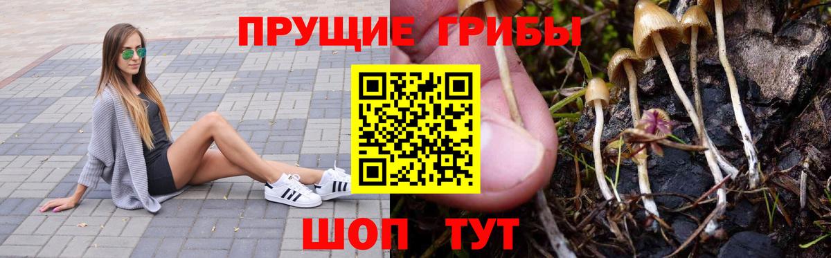 Псилоцибиновые грибы мицелий  Вход с VPN  Лобня  Псилоцибиновые грибы Psilocybe 